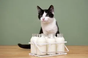 Mi catsan® kisállat gondozás kbr