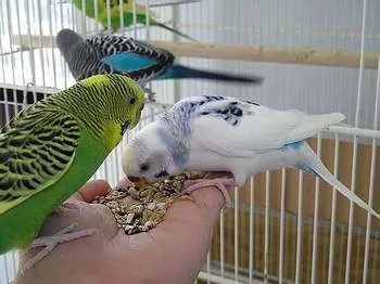 Mit lehet budgies és mi nem