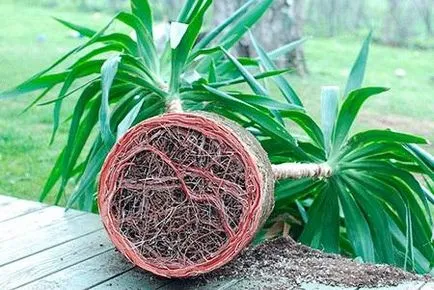 Mit kell tudni a transzplantáció és gondozása yucca