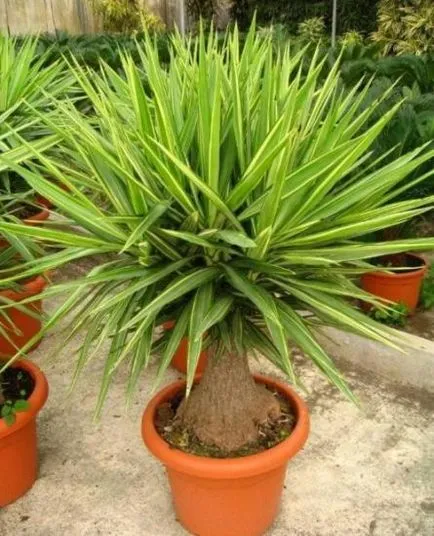 Mit kell tudni a transzplantáció és gondozása yucca