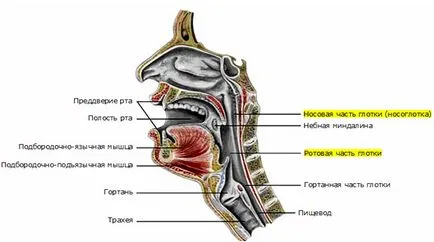 Mi pharyngoscope torok gyógyszer típusú, jelzések vizsgálata (endovideo pharyngoscope it) Mi pharyngoscope torok gyógyszer típusú, jelzések vizsgálata