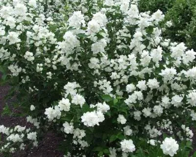Chubushnik (Jasmine Garden) ültetés és ápolás a szabadban! fénykép