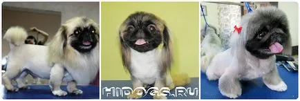 Pekingi hajvágás egy oroszlán, egy egyszerű hajvágás elvágva (fotó haircut)