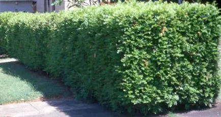 Chubushnik (Jasmine Garden) ültetés és ápolás a szabadban! fénykép