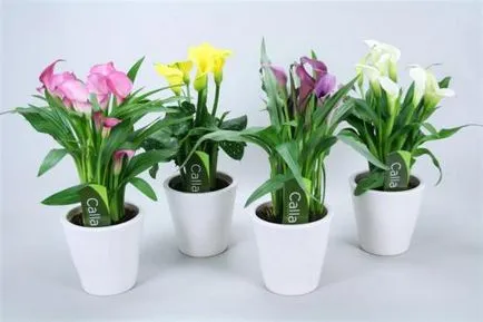 Virág Calla - ellátás szabályok kezdőknek (Calla) Calla virág - a szabályok az ellátás kezdőknek