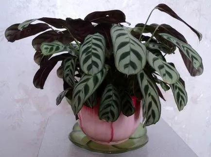 Virág Calathea, otthoni gondozást, nézetek és fotó növények