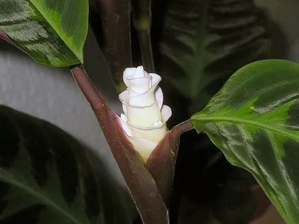 Virág Calathea - ellátást a hazai reprodukció és transzplantáció Qalat; miért Calathea szárad és
