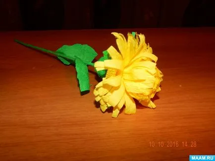 Aster virág hullámpapír