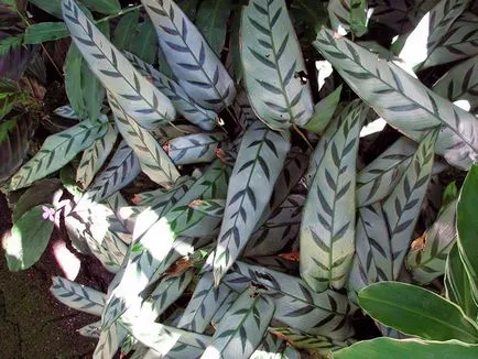 Virág Calathea - ellátást a hazai reprodukció és transzplantáció Qalat; miért Calathea szárad és
