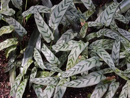 Virág Calathea - ellátást a hazai reprodukció és transzplantáció Qalat; miért Calathea szárad és