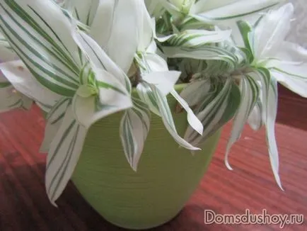 Decoupage virágcserepet 1