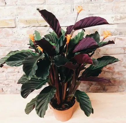 Virág Calathea, otthoni gondozást, nézetek és fotó növények