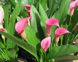 Háziállatok Calla