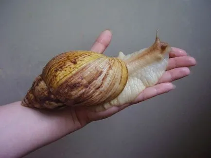 Főoldal csiga Achatina tartalmat, a gondozás és etetés (csiga) Főoldal csiga Achatina tartalmat, a gondozás és etetés