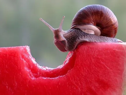 Self csiga Achatina tartalmát, gondozás és etetés (optimális hőmérséklet-tartalom) Főoldal csiga Achatina tartalmat, a gondozás és etetés