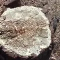 Van a globális felmelegedés és attól, hogy az emberi tevékenység okozza (ott) Van a globális felmelegedés és attól, hogy az emberi tevékenység okozza