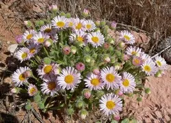 Erigeron tenyésztés, fotó, gondoskodás, típusai