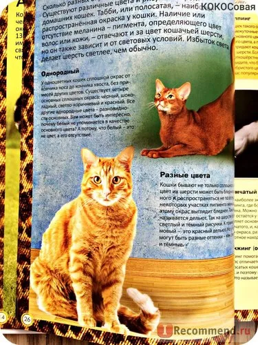 Encyclopedia of the Cat