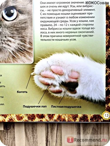 Encyclopedia of the Cat