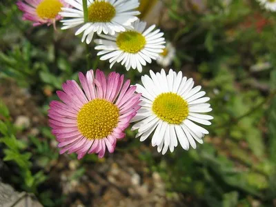Erigeron tenyésztés, fotó, gondoskodás, típusai