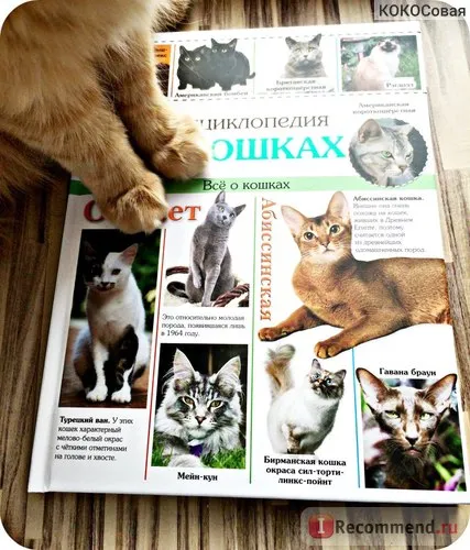 Encyclopedia of the Cat