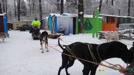 Kirándulás a husky kennel és egyéb szánhúzó kutyák - andiriney (túra) Kirándulás a husky kennel és egyéb szánhúzó kutyák - andiriney