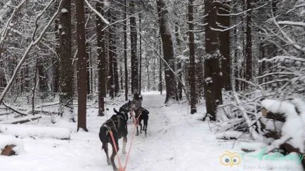 Kirándulás a husky kennel és egyéb szánhúzó kutyák - andiriney (túra) Kirándulás a husky kennel és egyéb szánhúzó kutyák - andiriney