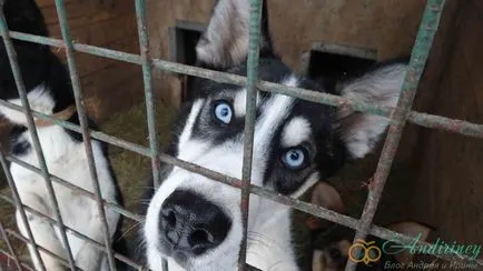 Kirándulás a husky kennel és egyéb szánhúzó kutyák - andiriney (óvoda) Kirándulás a husky kennel és egyéb szánhúzó kutyák - andiriney