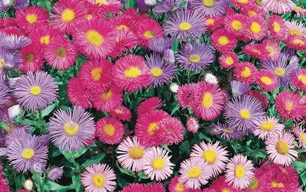 Erigeron növekvő erigerona