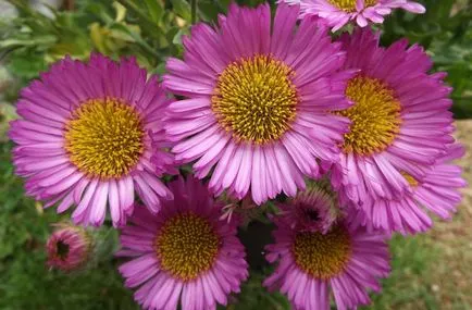 Photo Erigeron, ültetés és gondozás (ellátás) Erigeron fotó, ültetés és gondozás