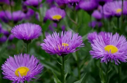 Erigeron fotó, ültetés és gondozás (Erigeron) Erigeron fotó, ültetés és gondozás