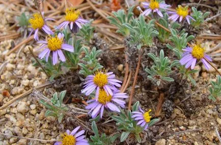 Erigeron fotó, ültetés és gondozás (Erigeron) Erigeron fotó, ültetés és gondozás