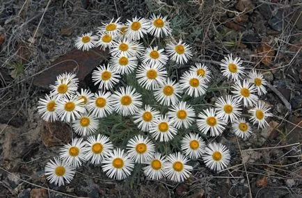 Erigeron fotó, ültetés és gondozás (Erigeron) Erigeron fotó, ültetés és gondozás