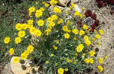 Photo Erigeron, ültetés és gondozás (ellátás) Erigeron fotó, ültetés és gondozás