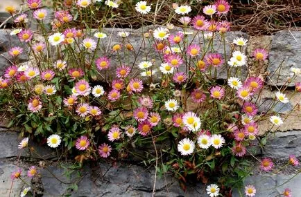 Photo Erigeron, ültetés és gondozás (ellátás) Erigeron fotó, ültetés és gondozás