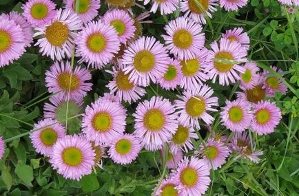 Photo Erigeron, ültetés és gondozás (ellátás) Erigeron fotó, ültetés és gondozás