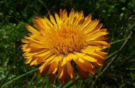 Erigeron fotó, ültetés és gondozás (Erigeron) Erigeron fotó, ültetés és gondozás