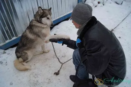 Kirándulás a husky kennel és egyéb szánhúzó kutyák - andiriney (egyéb) Kirándulás a husky kennel és egyéb szánhúzó kutyák - andiriney