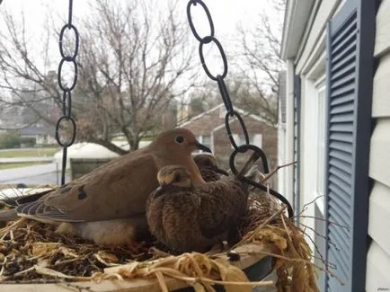 Ha a galamb repült az erkélyen - népi előjel
