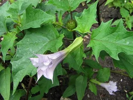 Csattanó maszlag (Datura - Datura)