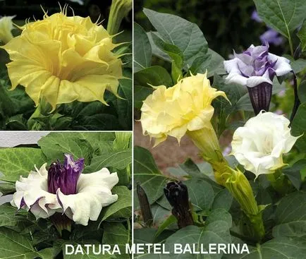 Csattanó maszlag (Datura - Datura)