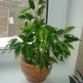 Ficus a házban