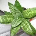 Ficus a házban