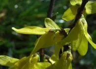 Forsythia (Forsythia) fajok egy fotó, termesztés, gondozás, metszés, telelés, állattenyésztés (Forsythia) Forsythia (Forsythia) fajok egy fotó, termesztés, gondozás, metszés, telelés, állattenyésztés