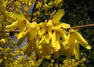 Forsythia (Forsythia) fajok egy fotó, termesztés, gondozás, metszés, telelés, állattenyésztés (Forsythia) Forsythia (Forsythia) fajok egy fotó, termesztés, gondozás, metszés, telelés, állattenyésztés