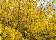Forsythia (Forsythia) fajok egy fotó, termesztés, gondozás, metszés, telelés, állattenyésztés (Forsythia) Forsythia (Forsythia) fajok egy fotó, termesztés, gondozás, metszés, telelés, állattenyésztés