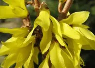 Forsythia (Forsythia) fajok egy fotó, termesztés, gondozás, metszés, telelés, állattenyésztés (Forsythia) Forsythia (Forsythia) fajok egy fotó, termesztés, gondozás, metszés, telelés, állattenyésztés