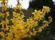 Forsythia (Forsythia) fajok egy fotó, termesztés, gondozás, metszés, telelés, állattenyésztés (Forsythia Forsythia bokrok ültetése termesztés ellátás növénynemesítési telelő virágzás tavasszal használni kerttervezés) Forsythia (Forsythia) fajok egy fotó, termesztés, gondozás, metszés, telelés, állattenyésztés