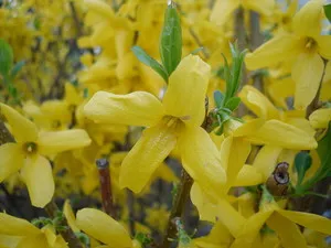 Forsythia telepítési szabályok, a gondozás és növénytermesztés a földön, akkor ideje, hogy virágzik (szabályok) Forsythia telepítési szabályok, a gondozás és növénytermesztés a földön, akkor ideje, hogy virágzik