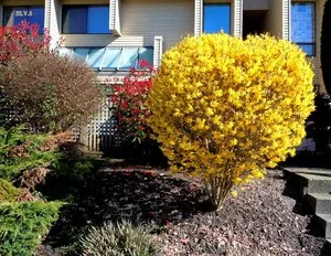 Forsythia telepítési szabályok, a gondozás és növénytermesztés a földön, akkor ideje, hogy virágzik (a növény) Forsythia telepítési szabályok, a gondozás és növénytermesztés a földön, akkor ideje, hogy virágzik